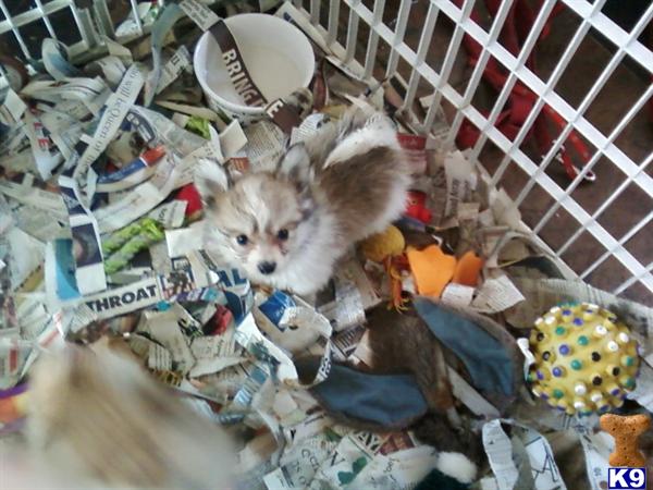 Mixed Breed Puppies